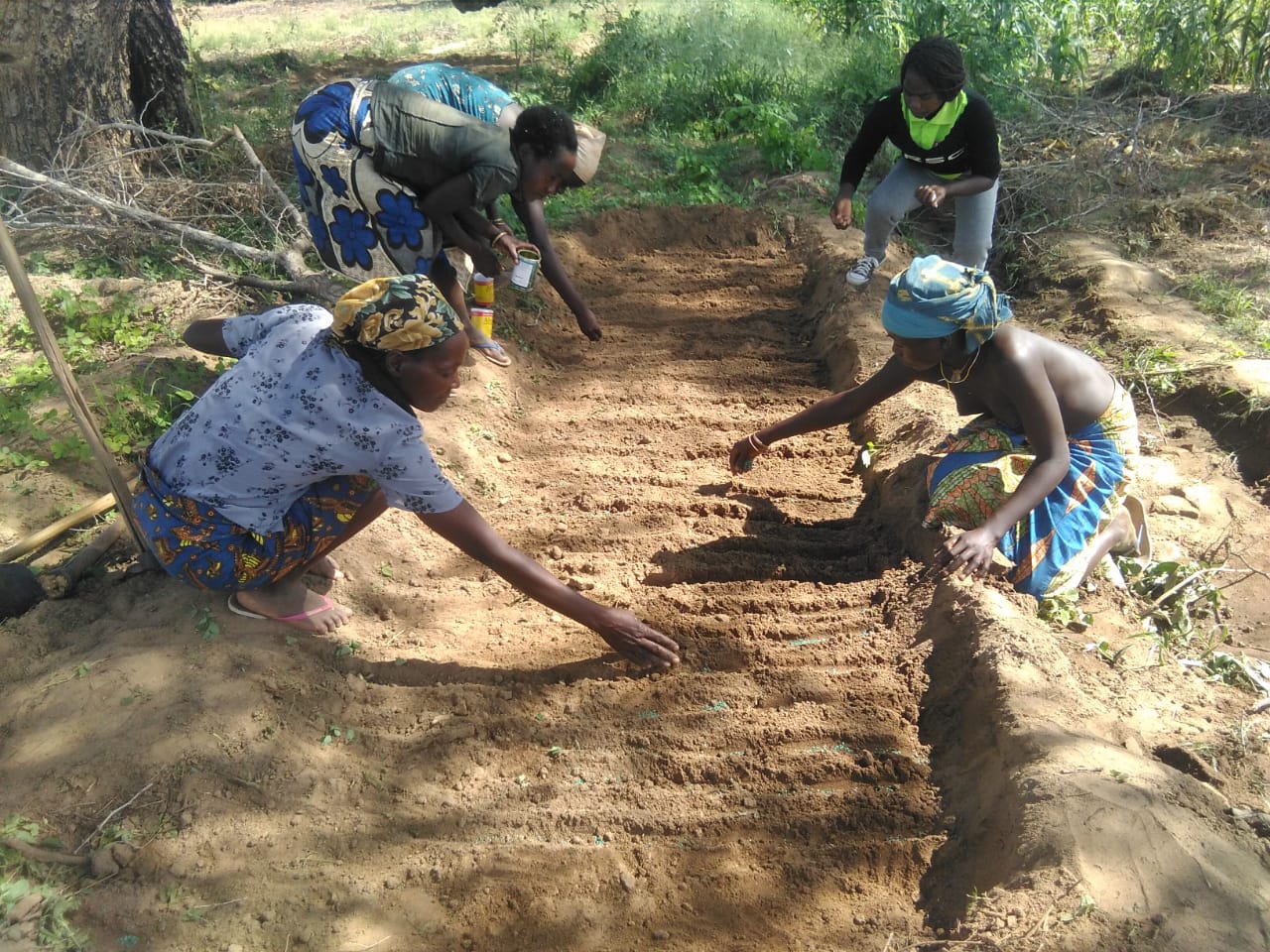 Membros da escola de campo de agricultores de Mphatelo colocando sementes no viveiro