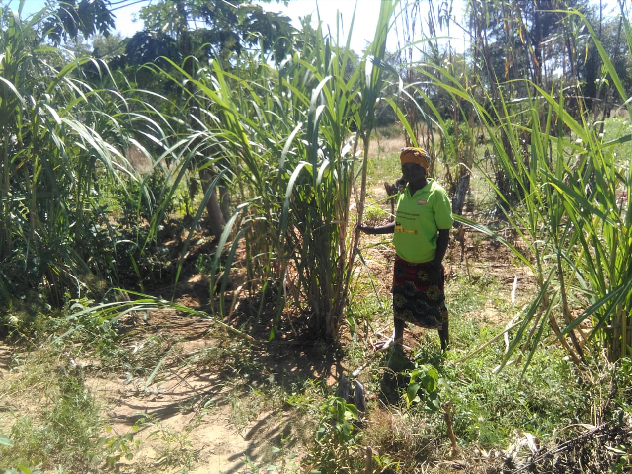 Membro de uma escola de campo de agricultores na Bibala mostrando uma plantação de cana-de-açúcar  algo novo para a área