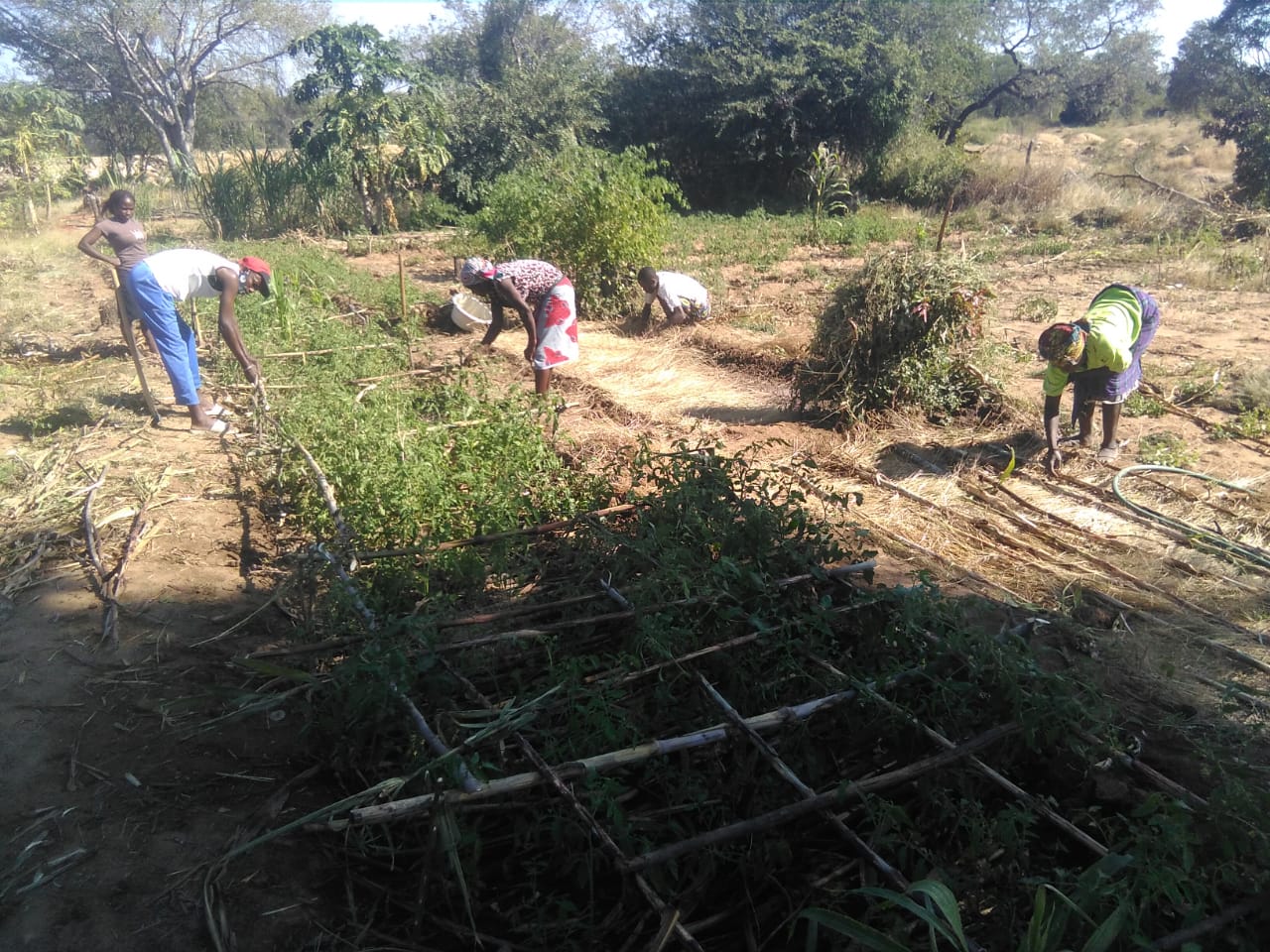 Escola de campo de Kamupapa, transplantando tomates e cobrindo o solo, mantendo o distanciamento