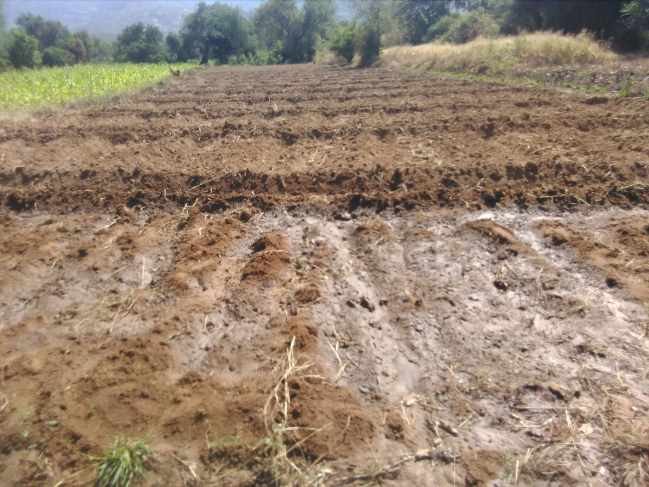 Escola de Campo de Mangueiras está expandindo a produção com camas prontas para tomate, couve e couve