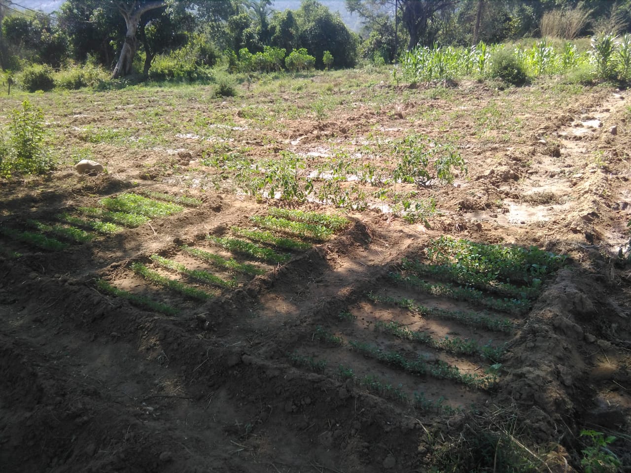 Viveiros da escola de campo de Mangueiras camas com plantas de tomate