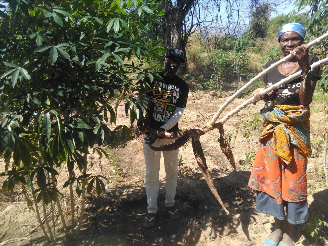 Produção de mandioca da escola de campo de Mangueiras