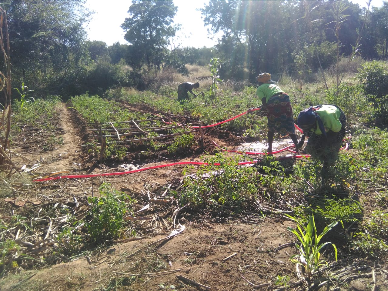 Membros da Escola de Campo Kamupapa  mantendo o distanciamento social enquanto regam e removem ervas Daninhas na plantação  de Tomate