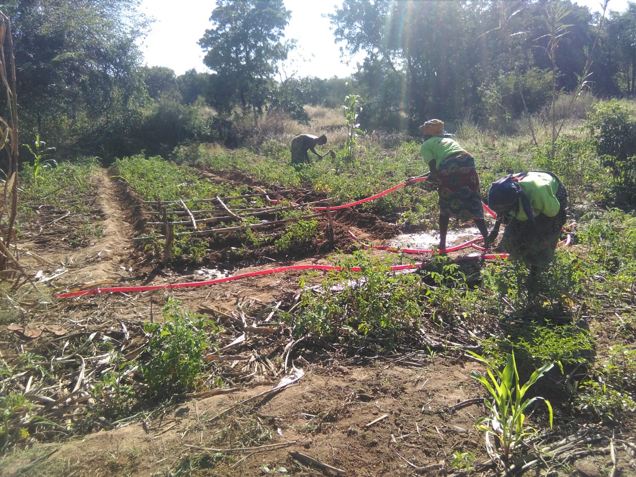 Members Of Kamupapa Chacham Farmer Field School Maintaining Social Distancing While Watering And Weeding Beds Of Tomato Plants