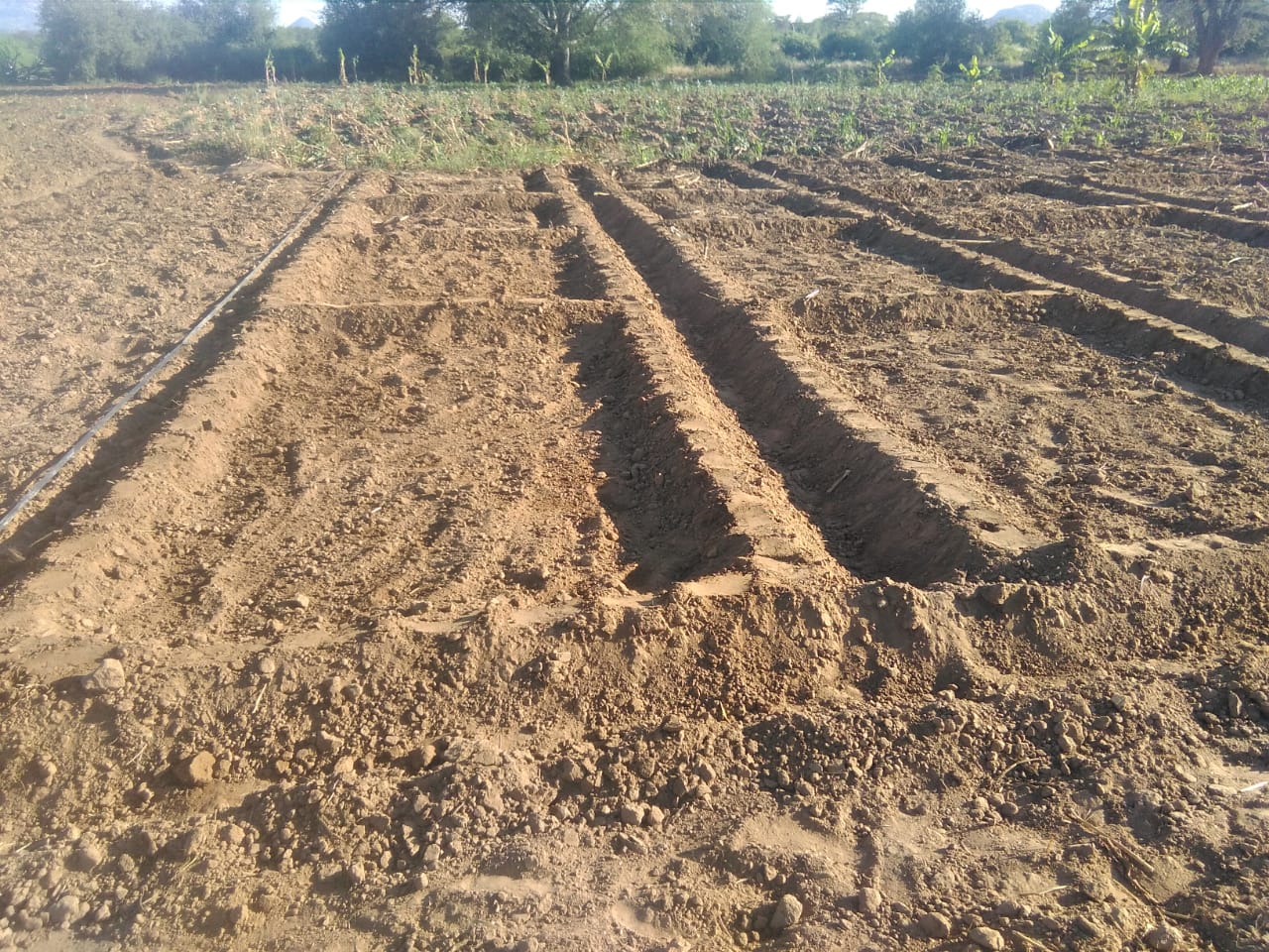 Patelo Field School in Bibala Have Their Beds Ready For Planting