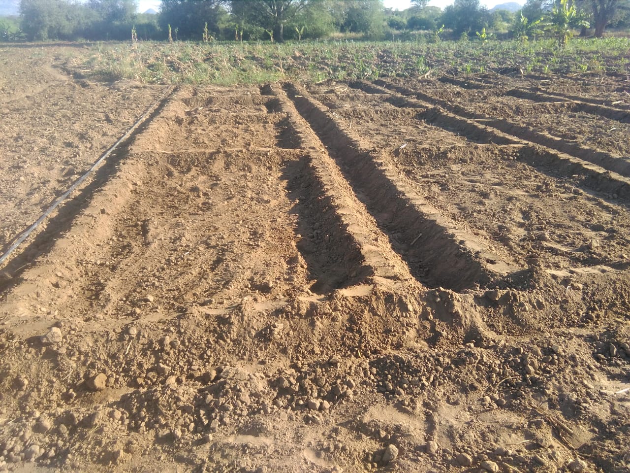 Escola de Campo Patelo, em Bibala, tem suas camas prontas para o plantio