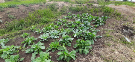 Binzale cooperative’s community vegetable garden