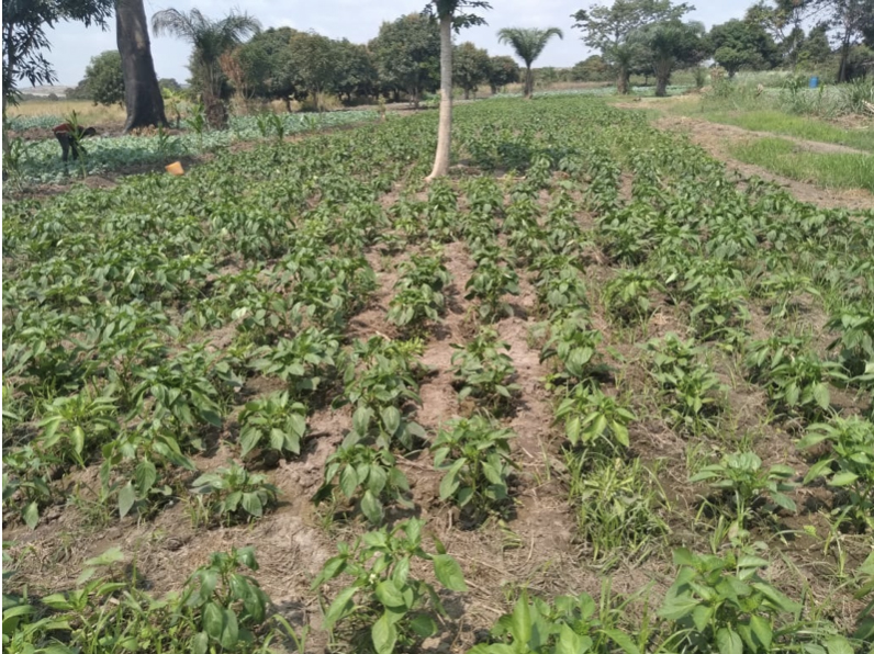 Green peppers are growing well.