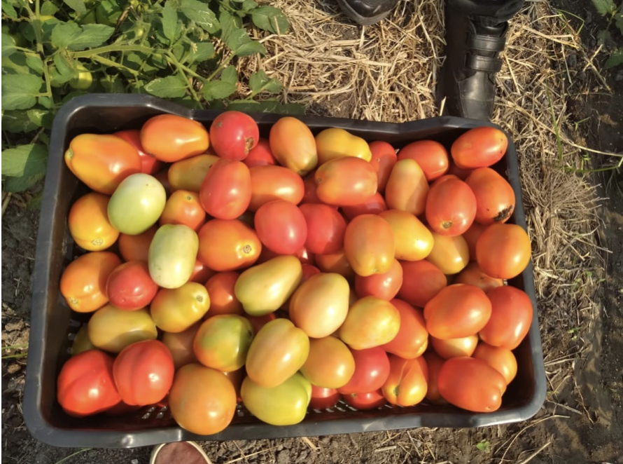 One of the 16 crates of tomatoes delivered to a supermarket for sale.