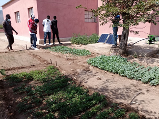 Vegetables are growing in the garden at the hospital