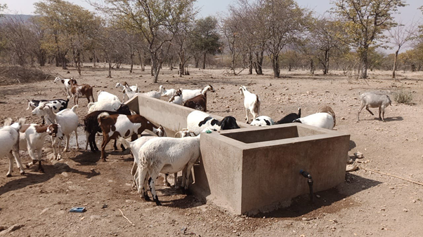 Drinking troughs for animals