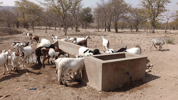 Bebedouros para animais