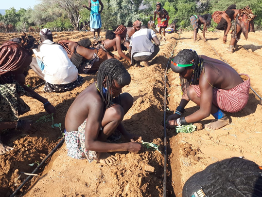 Transplanting tomatoes, onion and cabbage