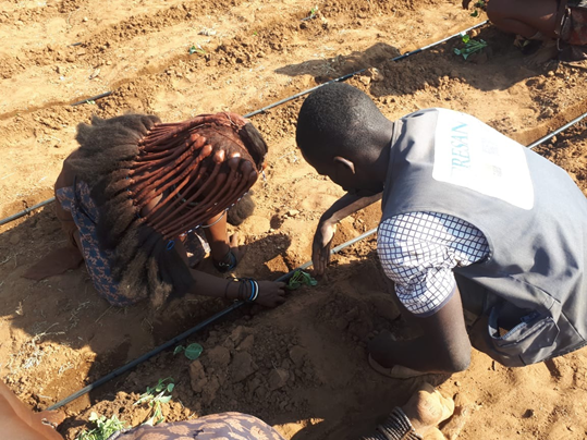 Small irrigation systems help vegetables grow