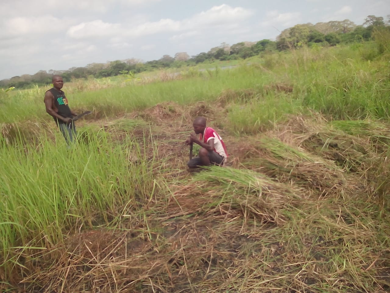 Jovens pescadores reunindo feixes de grama para o telhado do Jango no cais de desembarque