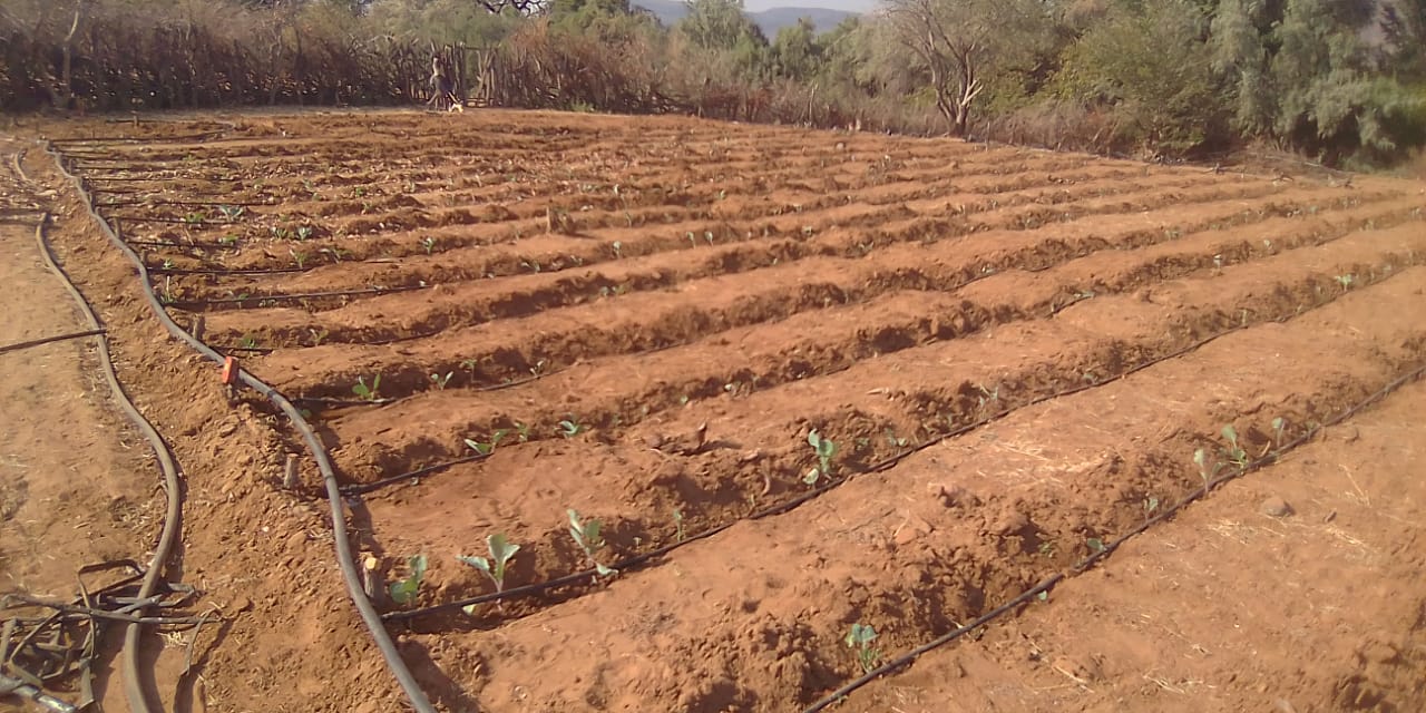 Acesso a água para Agricultura: um campo instalado com o sistema de rega gota-a-gota em Oncocua na comunidade de Warú