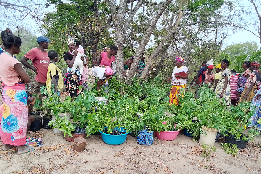 As mulheres recebe as arvores para plantar nas suas casas