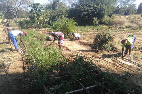 Kamupapa ECAP Bibala transplanting tomatoes and covering the soil while maintaining distancing