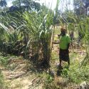 Membro de uma escola de campo de agricultores na Bibala mostrando uma plantação de cana-de-açúcar  algo novo para a área