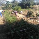 Escola de campo de Kamupapa, transplantando tomates e cobrindo o solo, mantendo o distanciamento
