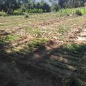 Viveiros da escola de campo de Mangueiras camas com plantas de tomate