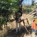 Mangueiras Field School Cassava Production