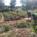 Membros da Escola de Campo Kamupapa  mantendo o distanciamento social enquanto regam e removem ervas Daninhas na plantação  de Tomate