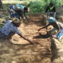 Members Of Mphatelo Farmers Field School Planting Seeds In The Nursery