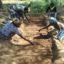 Membros da escola de campo de agricultores de Mphatelo colocando sementes no viveiro