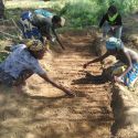 Members Of Mphatelo Farmers Field School Planting Seeds In The Nursery
