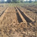Patelo Field School in Bibala Have Their Beds Ready For Planting