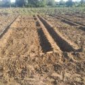 Escola de Campo Patelo, em Bibala, tem suas camas prontas para o plantio