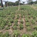 Green peppers are growing well.