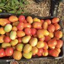 Uma das 16 caixas de tomates entregues ao supermercado no Kilamba para venda.