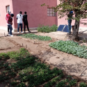 Vegetables are growing in the garden at the hospital