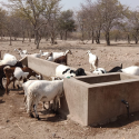 Drinking troughs for animals