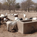 Drinking troughs for animals