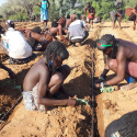 Transplanting tomatoes, onion and cabbage