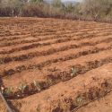 Acesso a água para Agricultura: um campo instalado com o sistema de rega gota-a-gota em Oncocua na comunidade de Warú