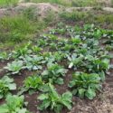 Binzale cooperative’s community vegetable garden