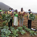 Os agricultores estão a produzir para consumo e para venda.